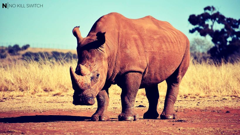 Rhinos are where the money is